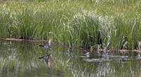 Ring necked Duck 9171